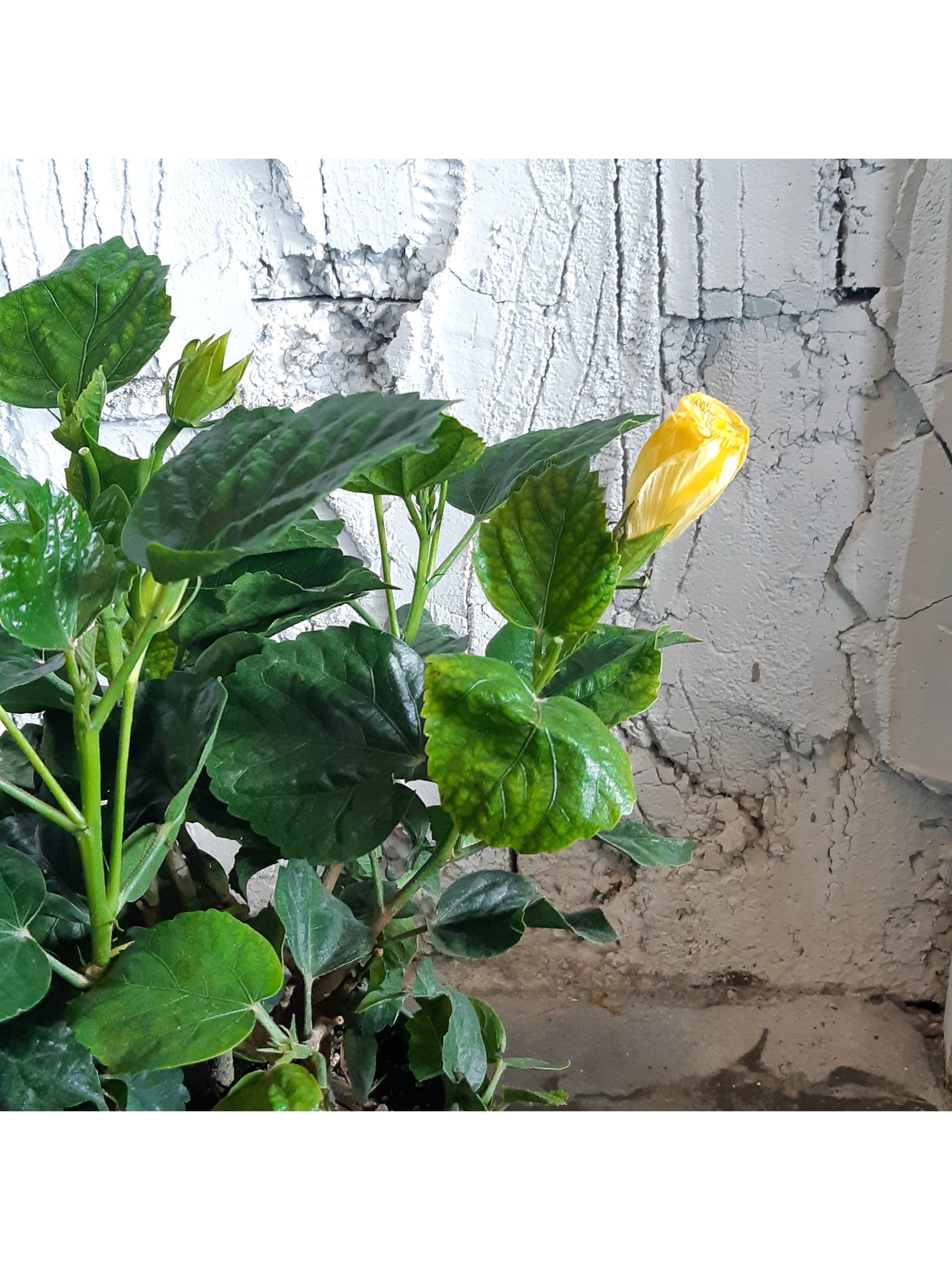 Hibbel (Hibiscus)