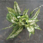 Snow (Aglaonema)