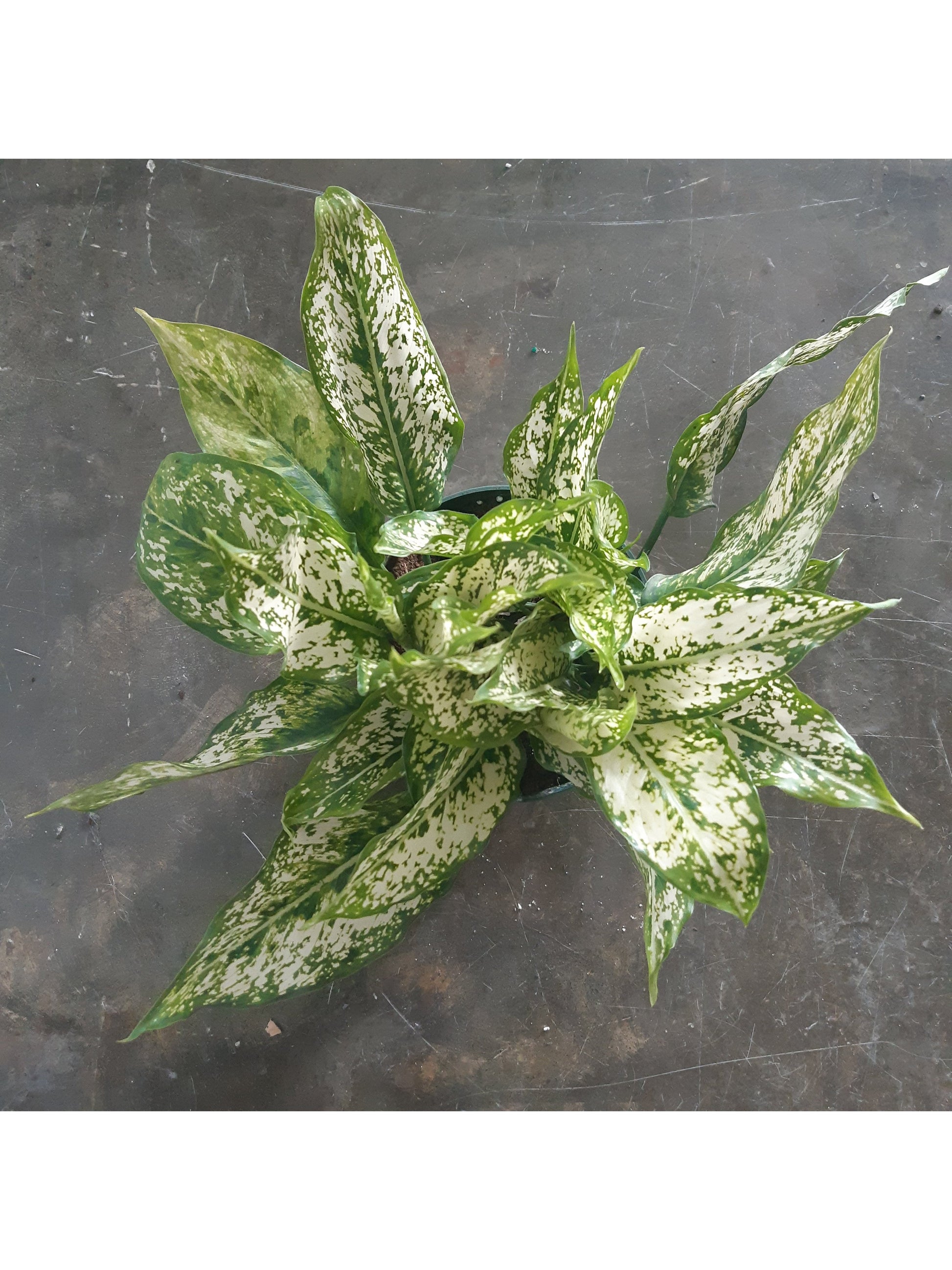 Snow (Aglaonema)