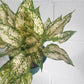 Snow (Aglaonema)