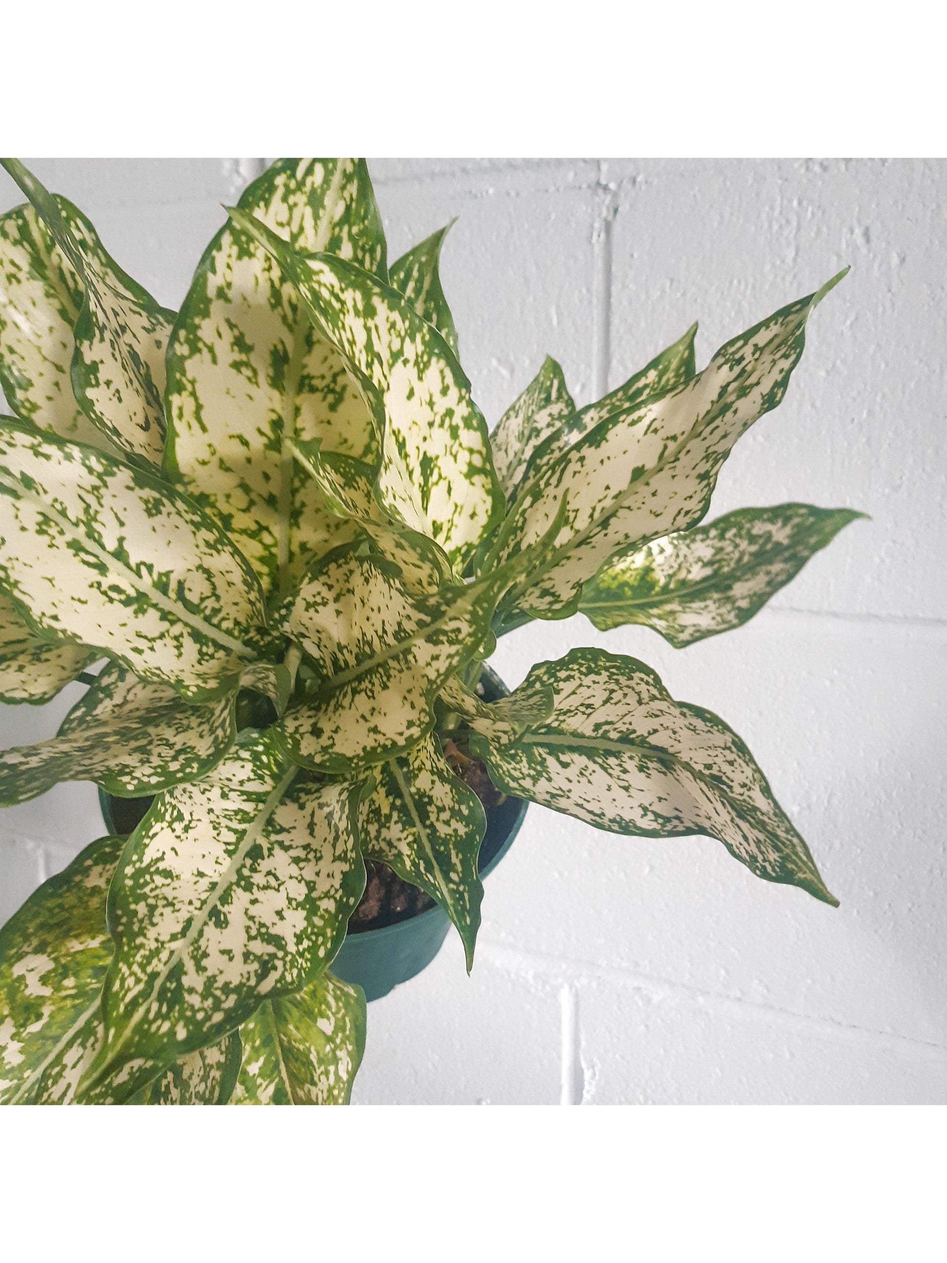 Snow (Aglaonema)