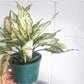 Snow (Aglaonema)