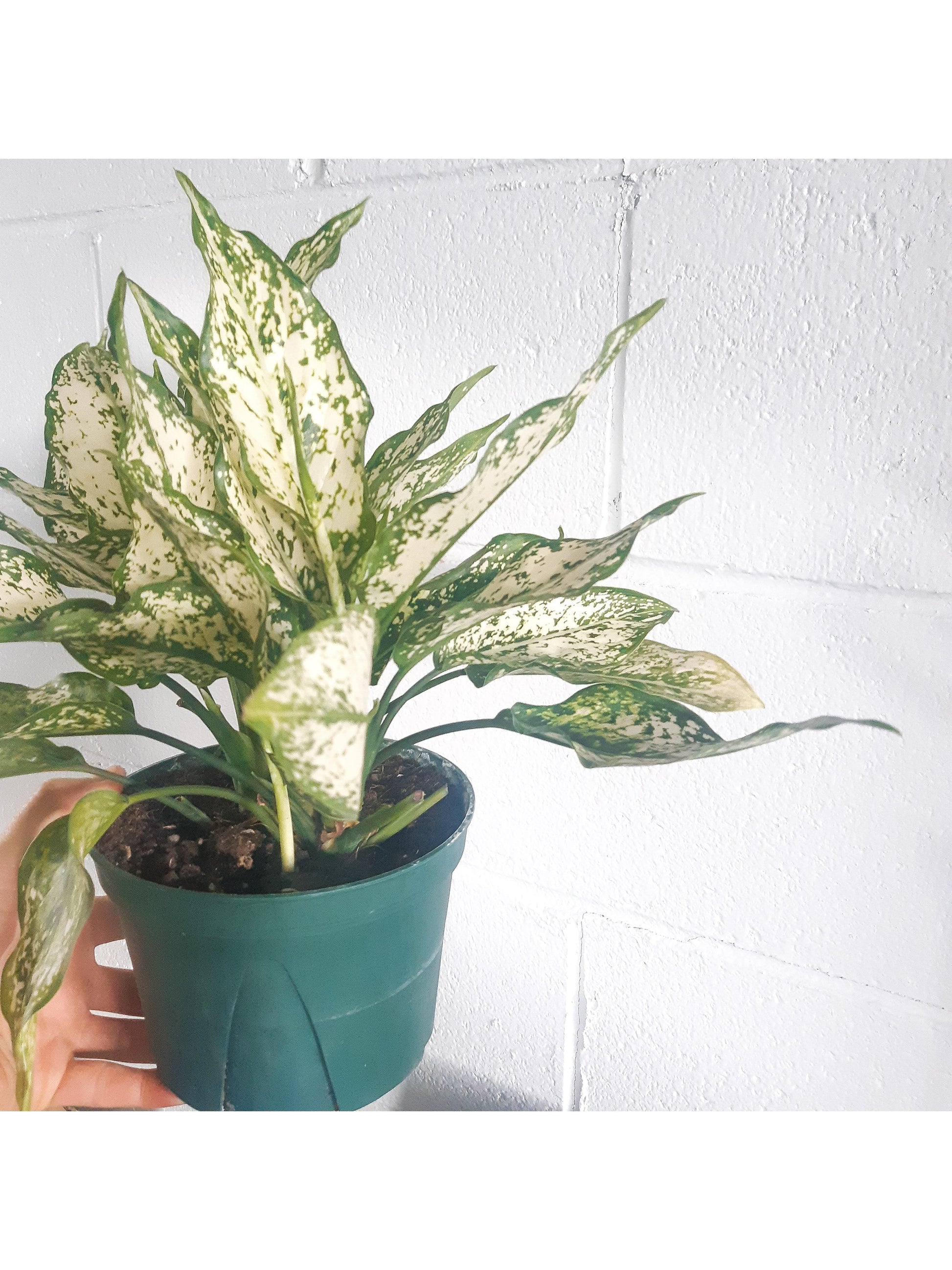 Snow (Aglaonema)