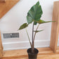 Sumo (Alocasia)