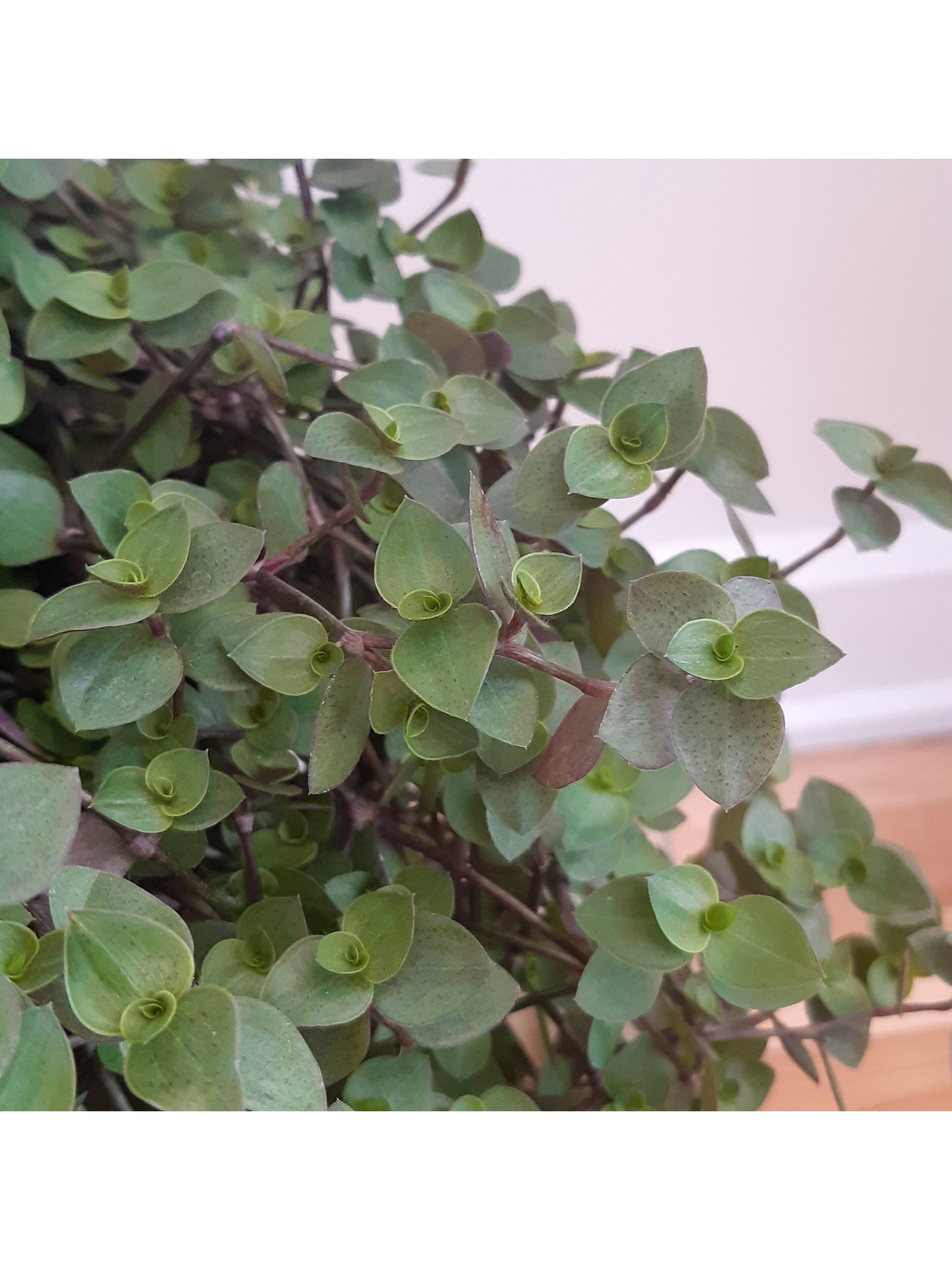 Callie (Tradescantia)