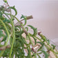 Dauphine (Senecio)