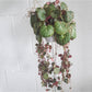 Sally (Saxifraga)