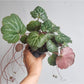 Sally (Saxifraga) 4 Po.