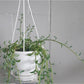 Dauphine (Senecio) 5 Po. Suspendu