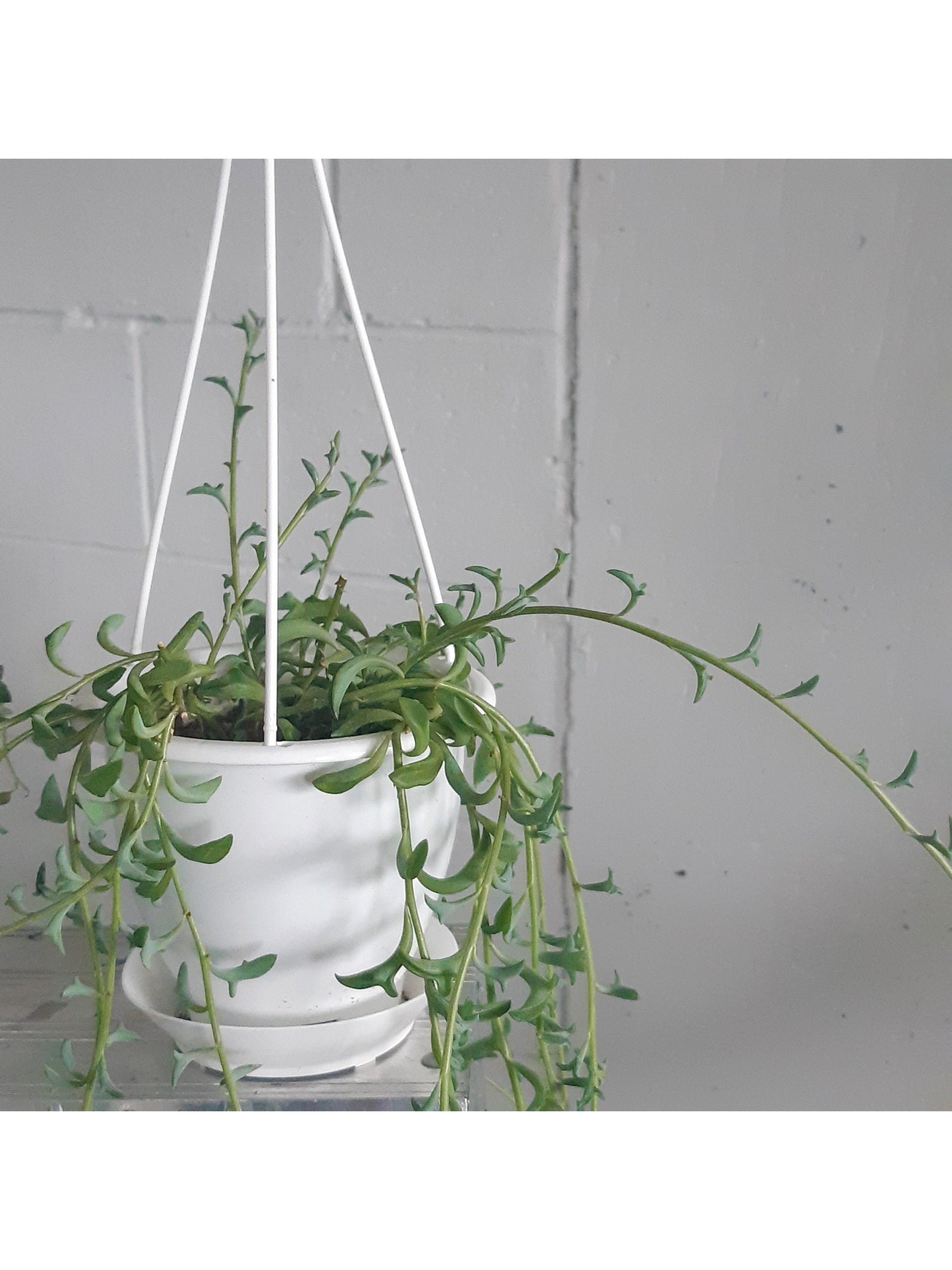 Dauphine (Senecio) 5 Po. Suspendu