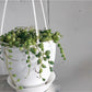 Mr. Bean (Senecio)