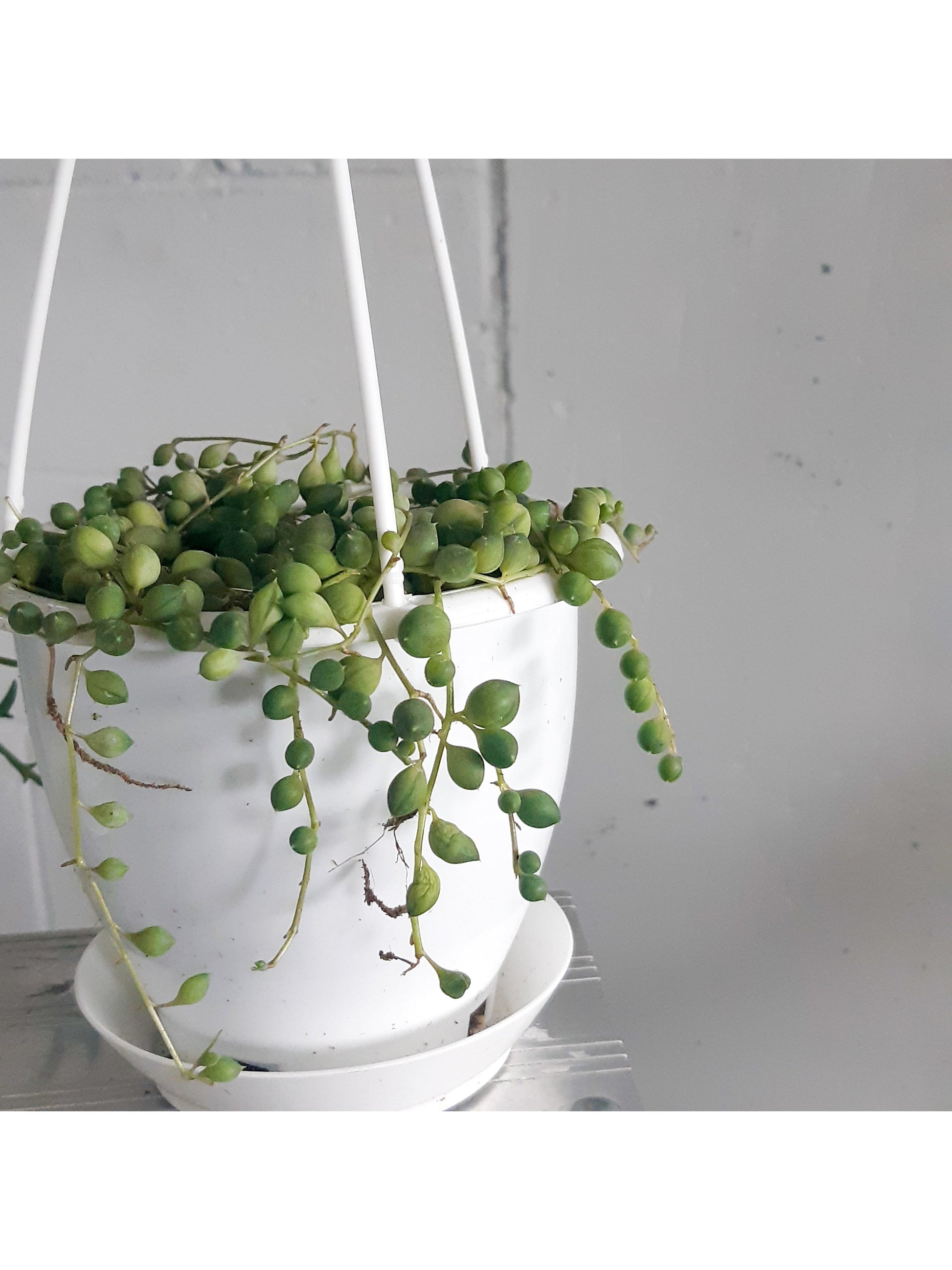 Mr. Bean (Senecio)