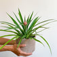 Anakim (Ananas)