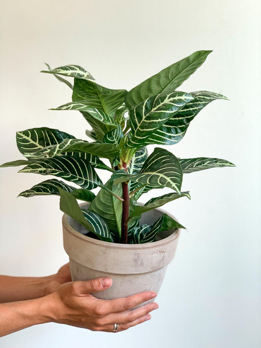 Daniela (Aphelandra) 6 Po.