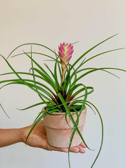 Cyan (Tillandsia) 4 Po.