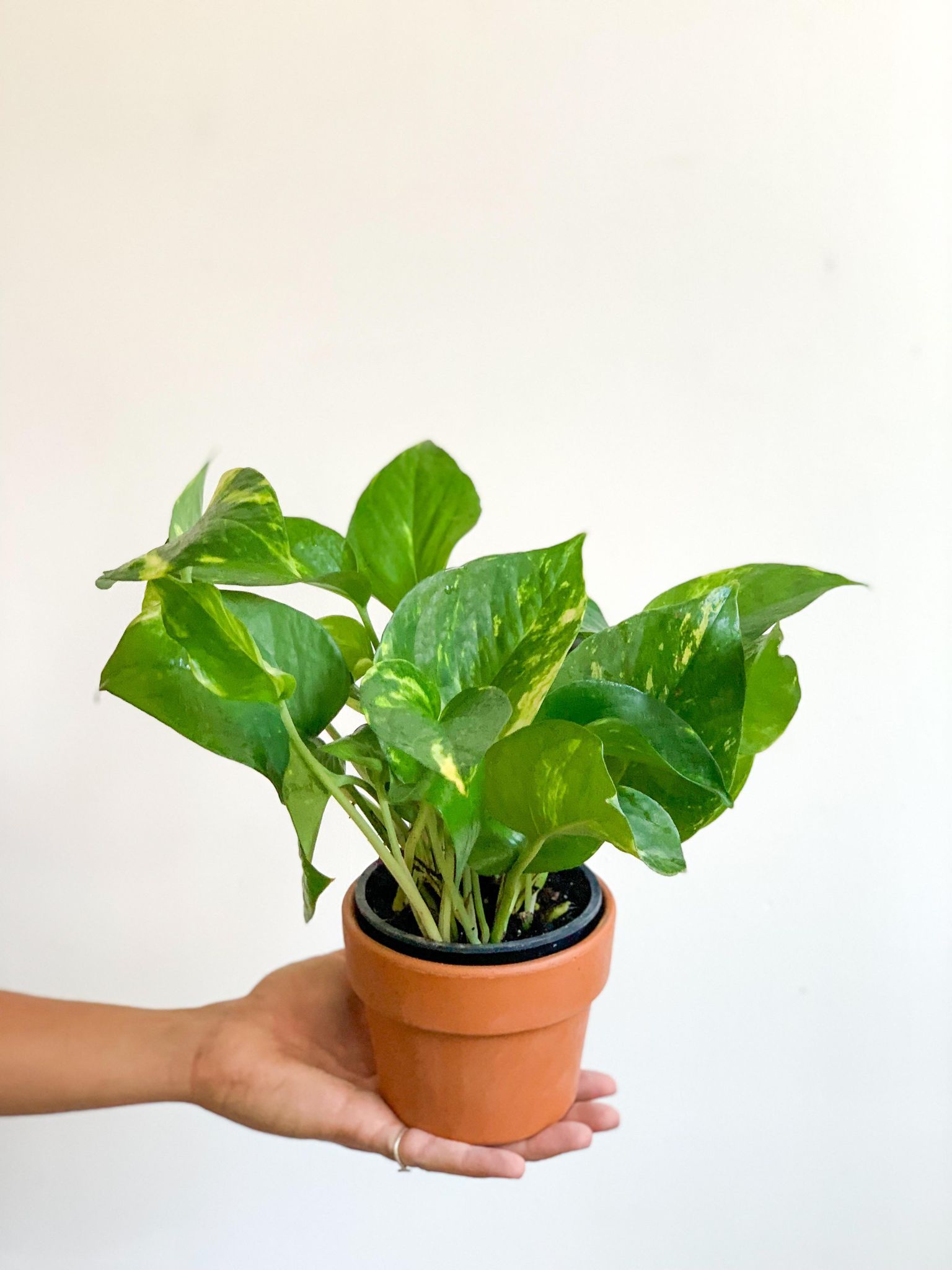 Jeune Pauline (Pothos) 4 Po.