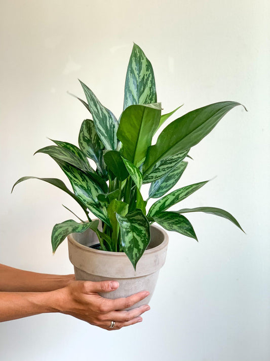 Tigresse (Aglaonema) 6 Po.