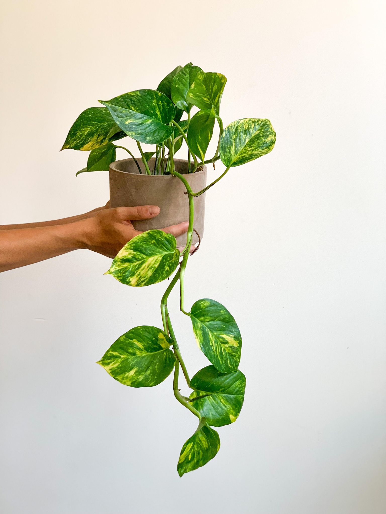 Jeune Pauline (Pothos) 5 Po.