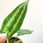 Wallid (Schismatoglottis)