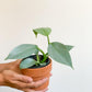 Hassim (Philodendron) 4 Po.
