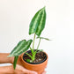 Wallid (Schismatoglottis)