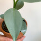 Hassim (Philodendron)