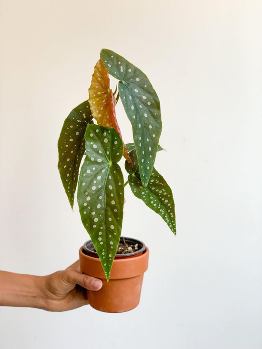 Nathaniel (Bégonia) 4 Po. Plantes