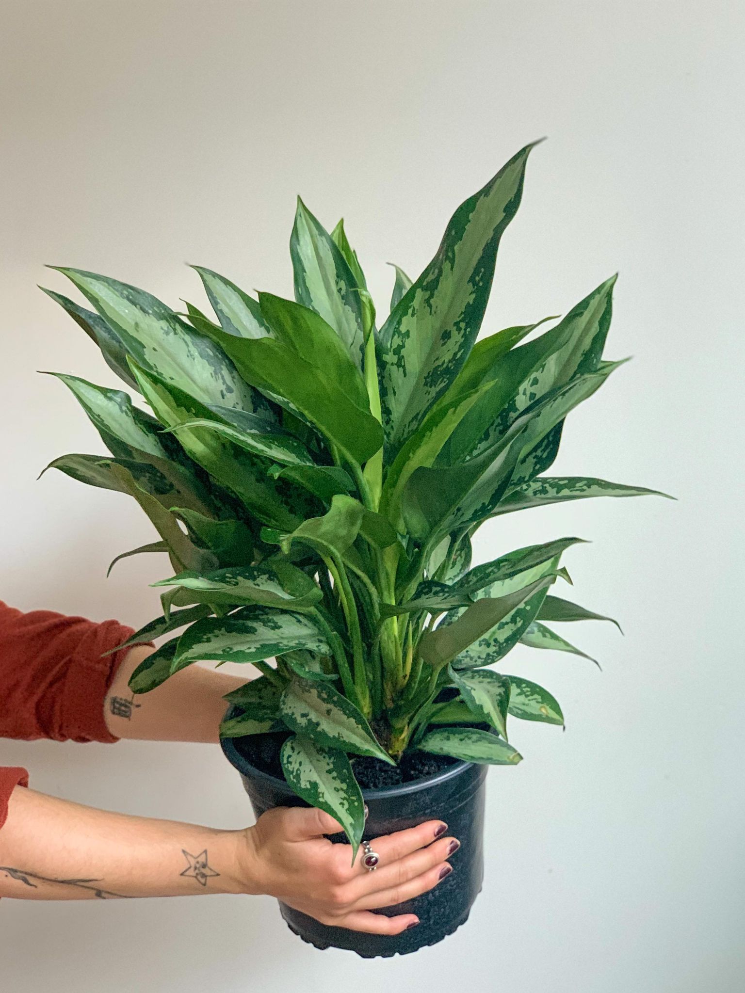 Jubilee (Aglaonema) 8 Po.
