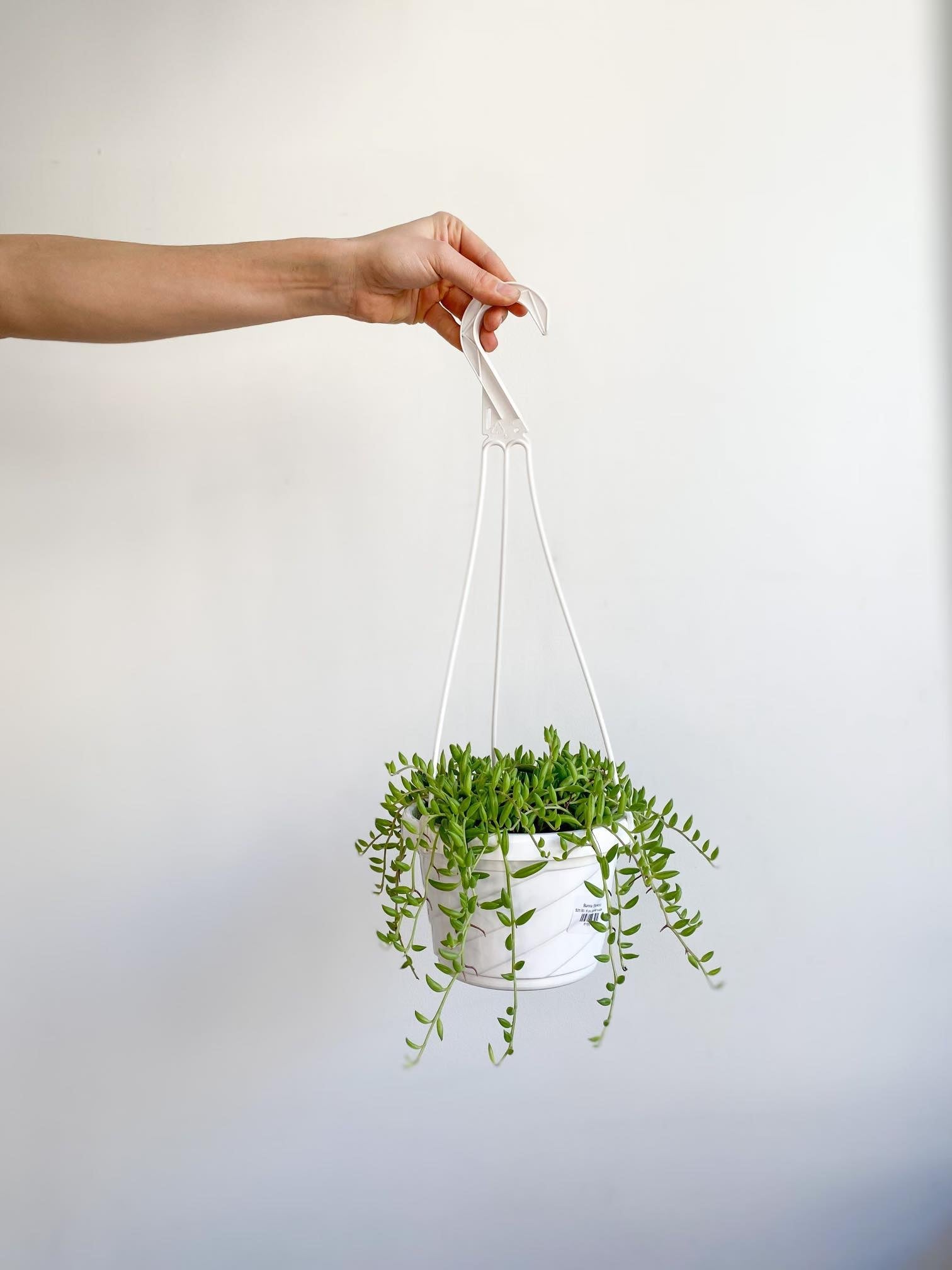 Banna (Senecio) - 6 po. panier suspendu