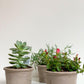 Cache-pot en terre cuite Sienna - fond plat (4 couleurs) - 4