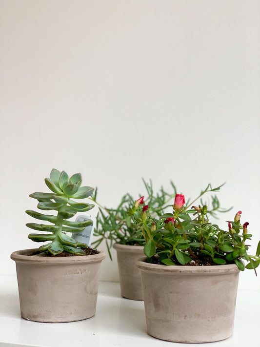 Pot en terre cuite - Accessoires pour plantes et fleurs
