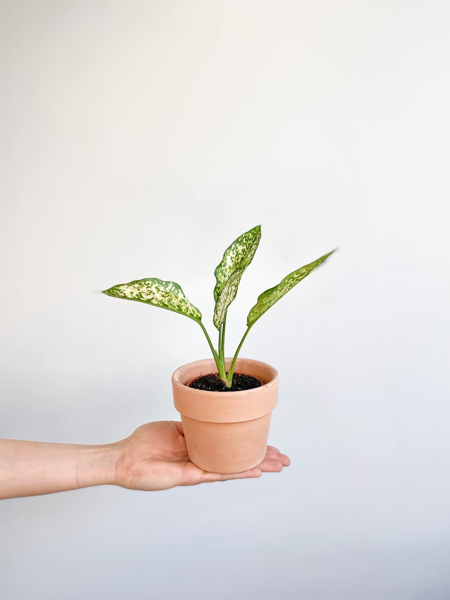 Osaka (Aglaonema) - 3.25 po.