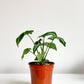 Landy (Syngonium) - 4 po.