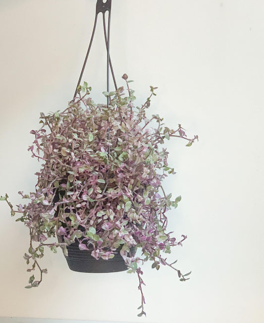 Pénéloppe (Tradescantia) - 6 po. panier suspendu