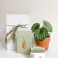 Trio “passion” - Savon boisé / Plante verte assortie