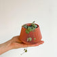 Cache pot Le Joli