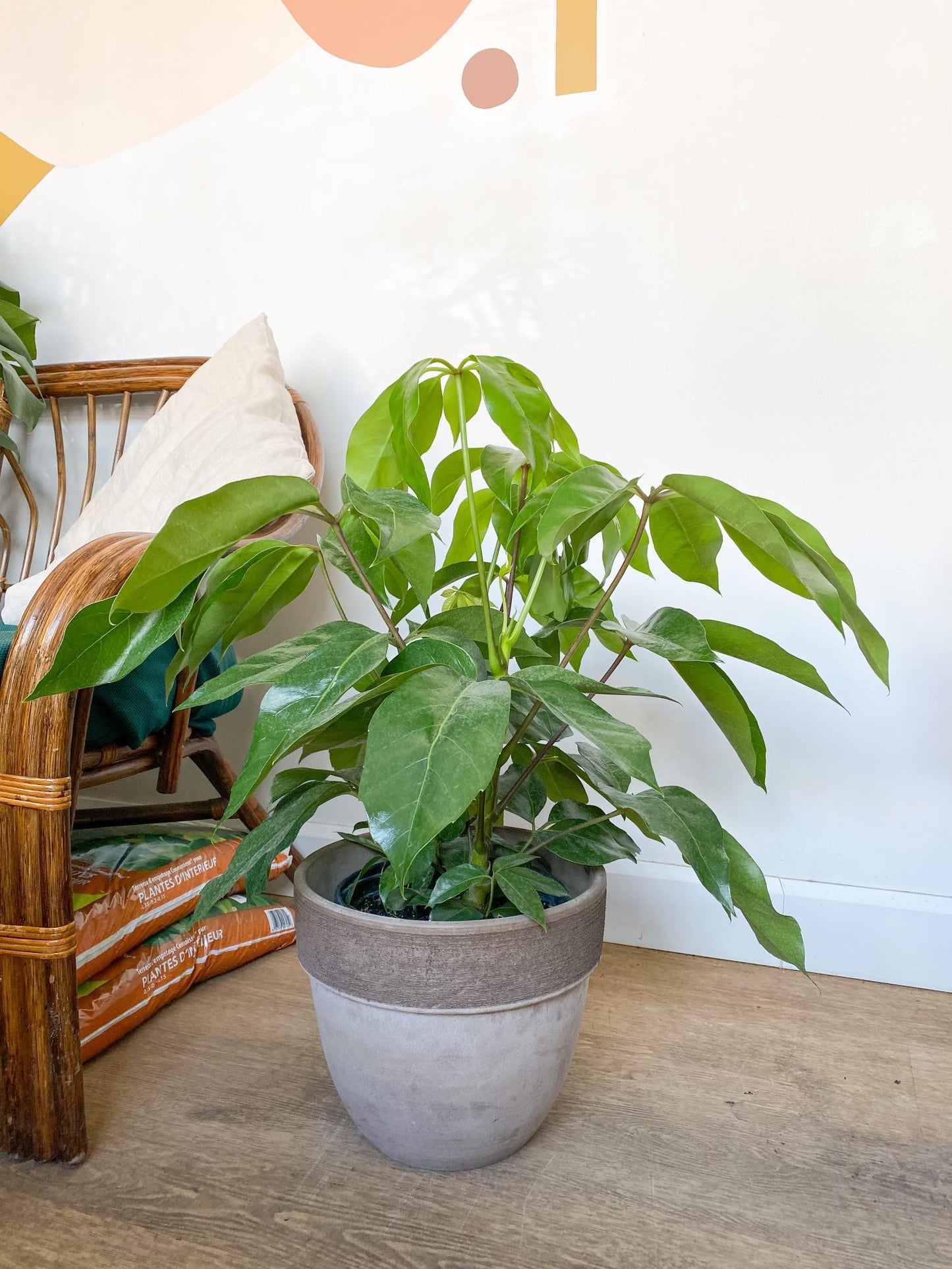 Amy (Schefflera) - 8 po.