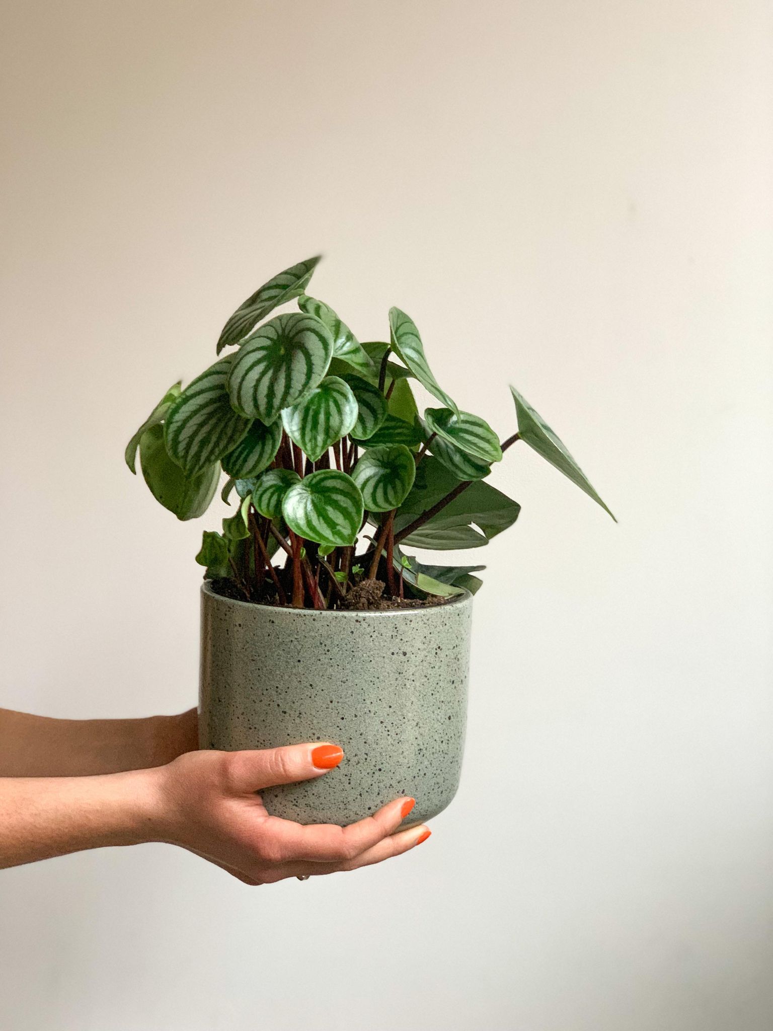 Cache-pot Bari - menthe - 6.3 po. (16 cm)