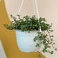 Marine (Pilea) - 6 po. panier suspendu
