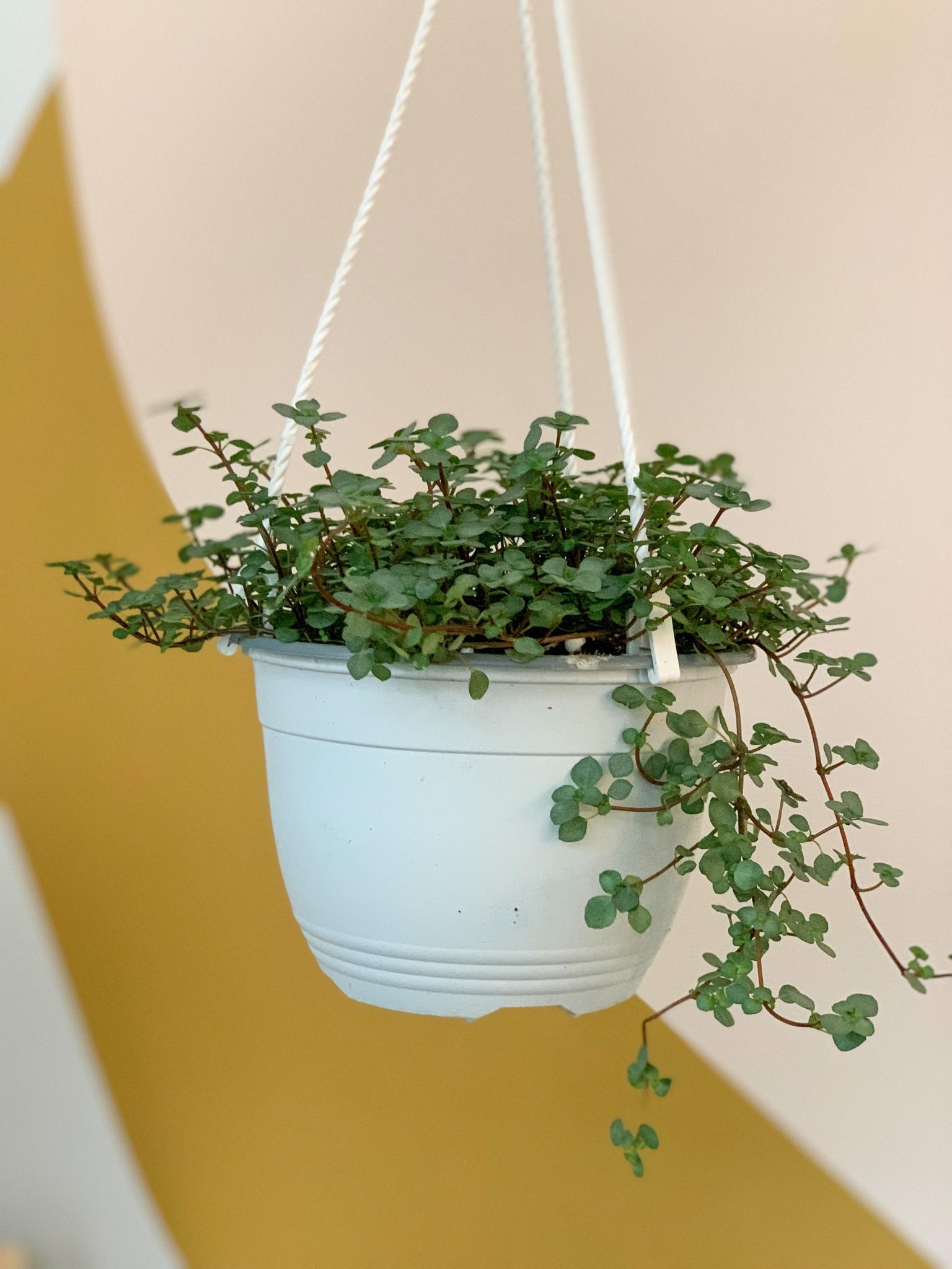 Marine (Pilea) - 6 po. panier suspendu