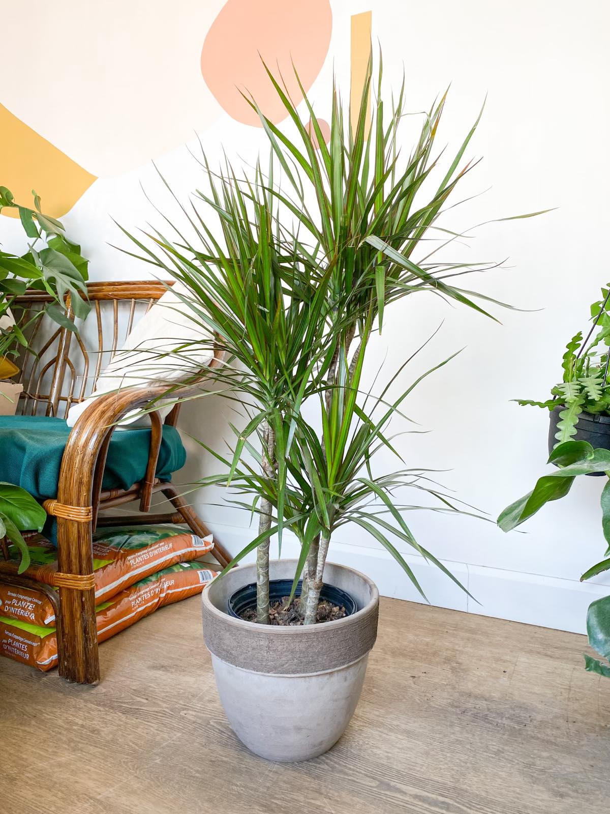 Marginata (Dracaena) - 8 po.