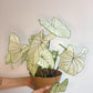 Henri (Caladium) - 6 po.