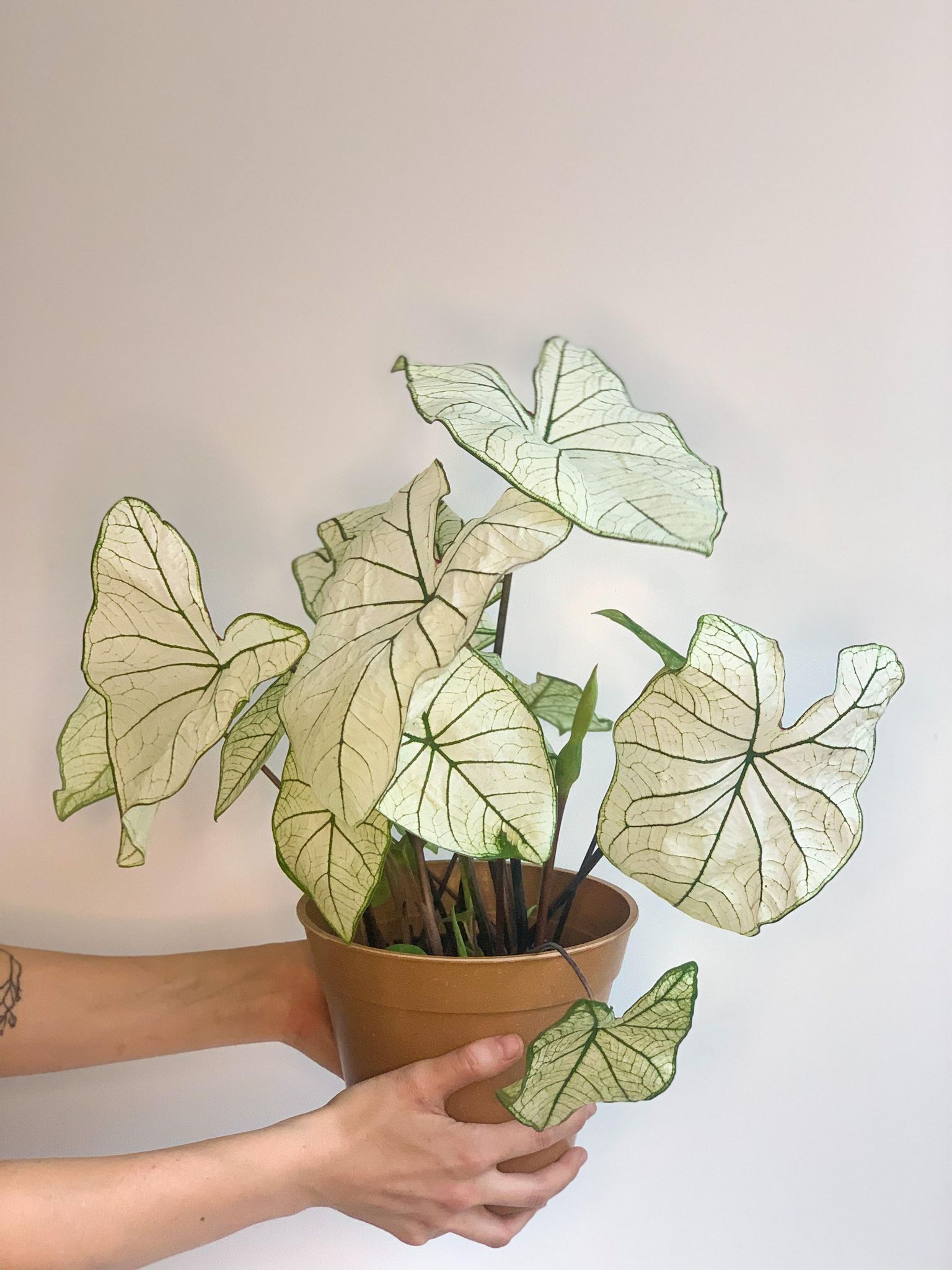 Henri (Caladium) - 6 po.