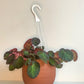 Bernard (Bégonia) - 6 po. panier suspendu