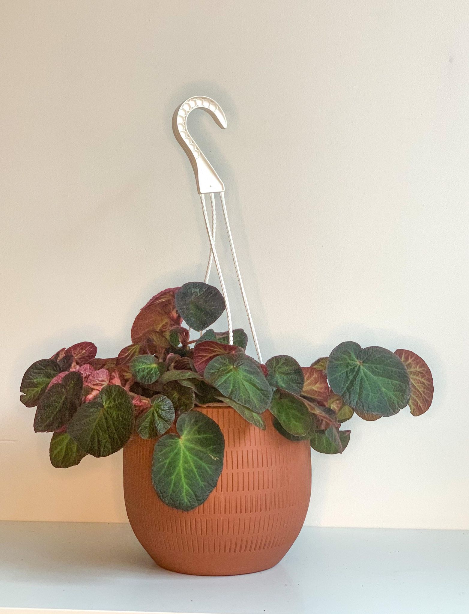 Bernard (Bégonia) - 6 po. panier suspendu