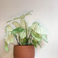 Henri (Caladium) - 6 po.