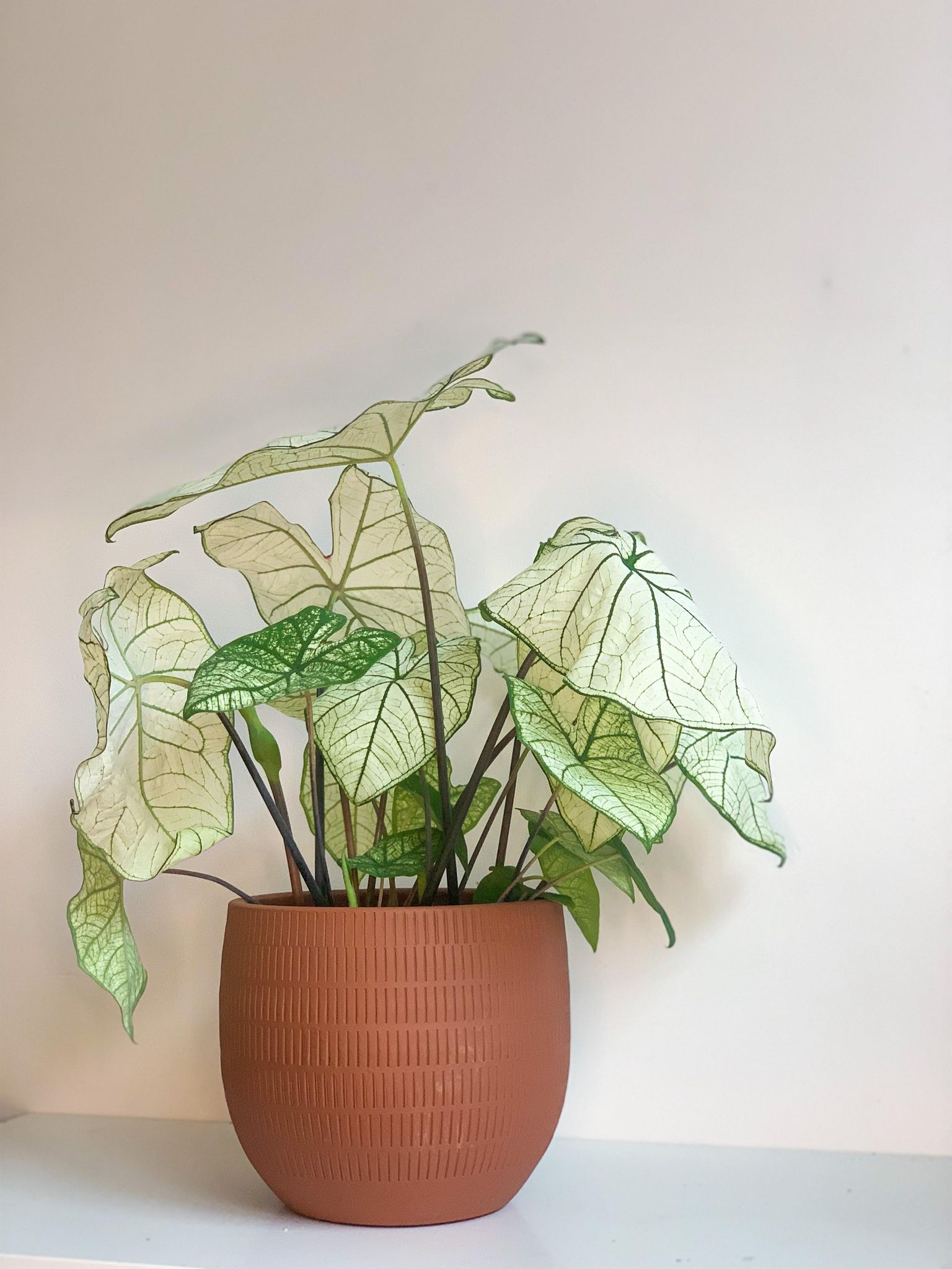 Henri (Caladium) - 6 po.