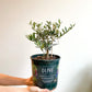 Olea (Olivier) - 7 po.