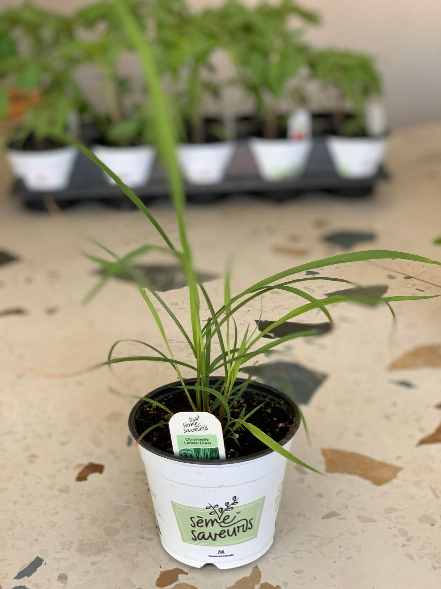 Fines herbes - Citronelle / pot de 4 po. (11 cm)