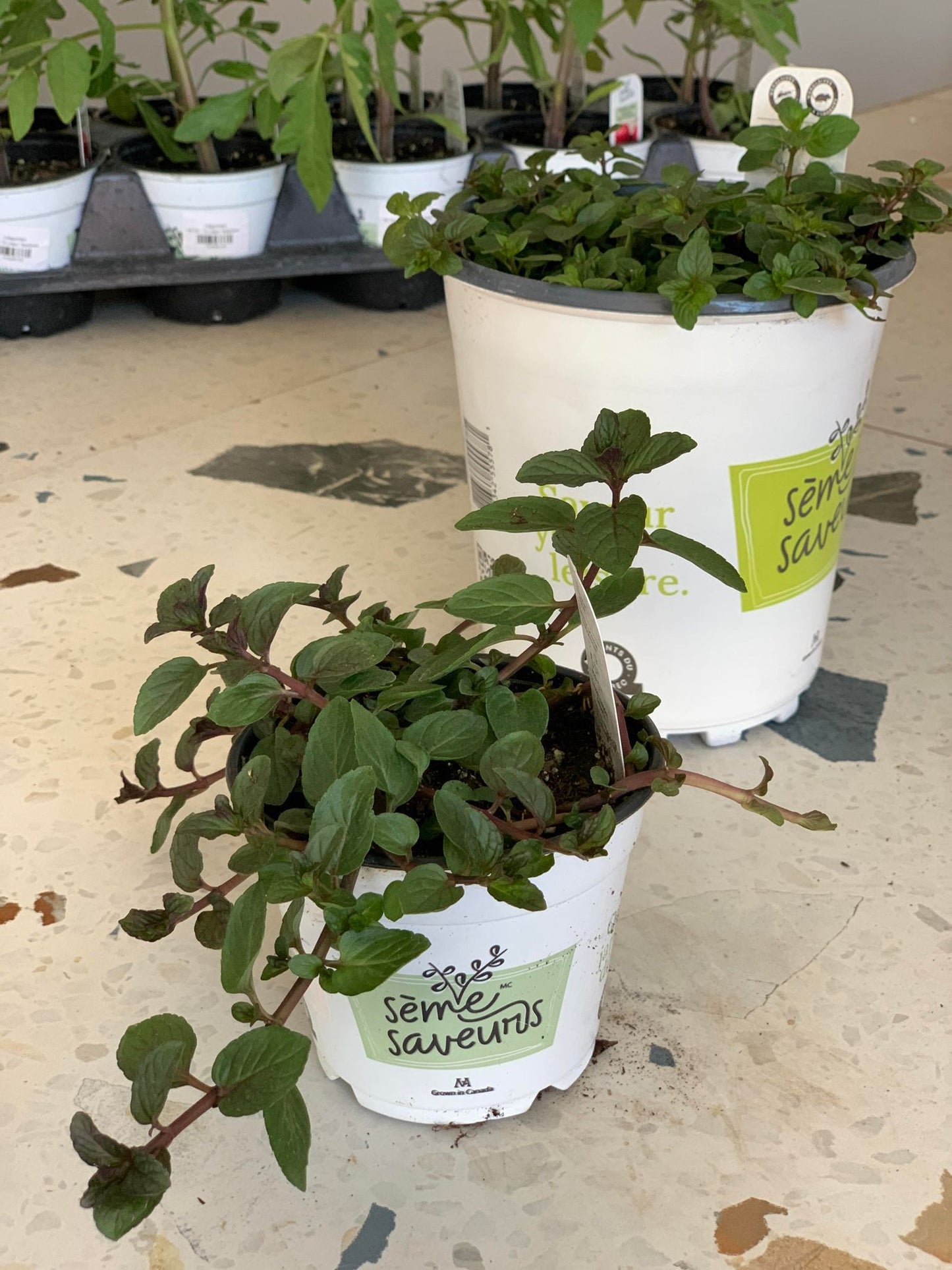 Fines herbes - Menthe poivrée / pot de 1 gallon